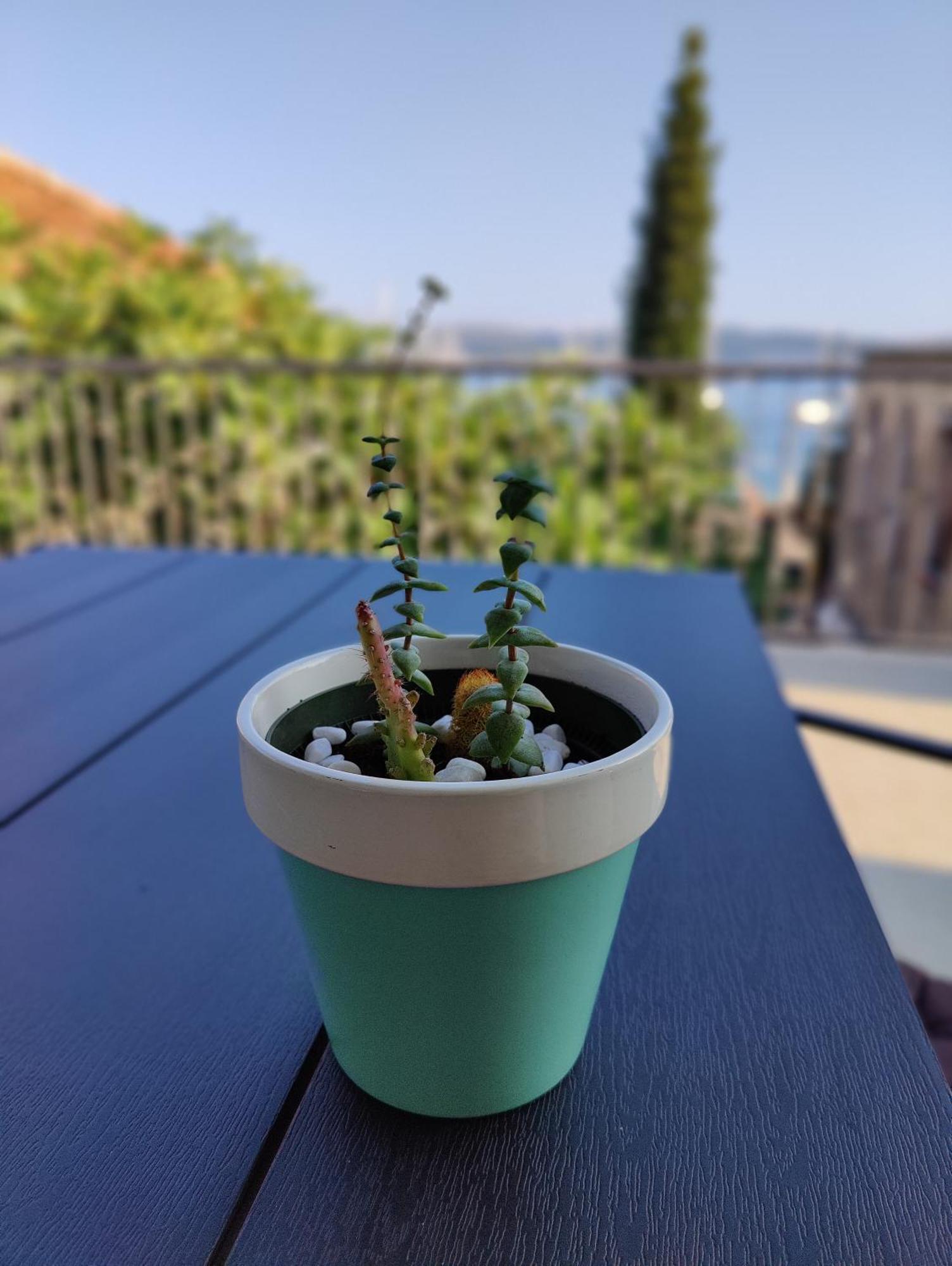 Miro Guesthouse Tivat Kültér fotó