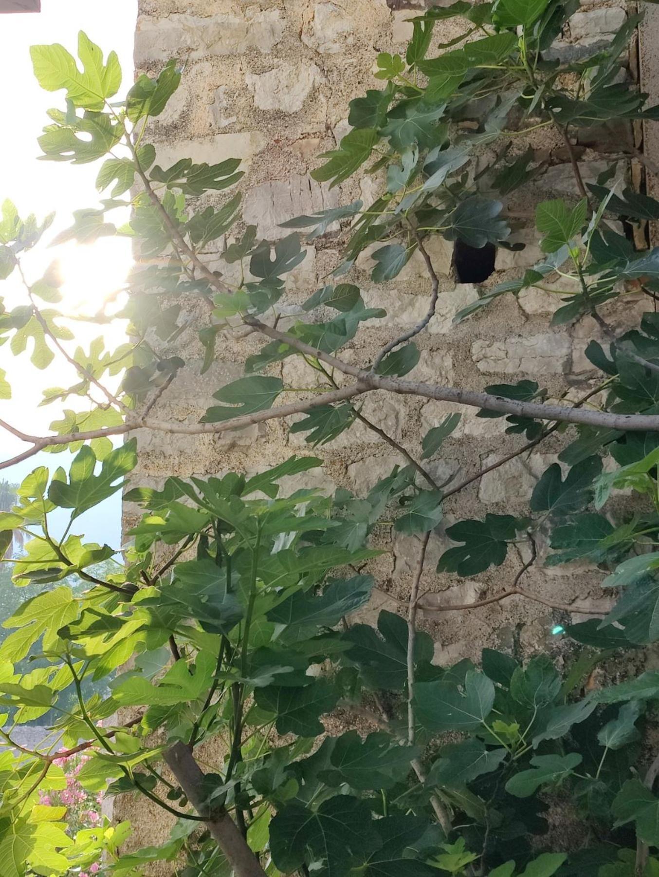 Miro Guesthouse Tivat Kültér fotó